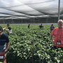 Buyers got to see the operations of four Coachella Valley producers on the field tour.