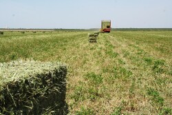 Lower hay supplies and to potential for lower acres and lower production this year could increase hay prices significantly. However, there is much more to profitability than just income over feed. 