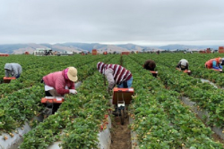 Farmworkers