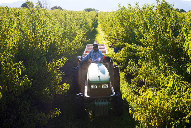 Talbott Farms Inc. peach harvest