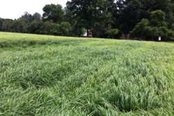 teff_grass
