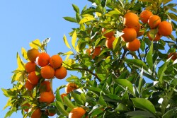orange-tree