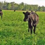 Cattle_Cover_Crop_Cool_Season_Forage