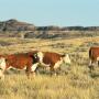 Veterinarians have seen a spike in confirmed cases of anthrax this summer.