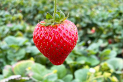 Strawberry and strawberry field