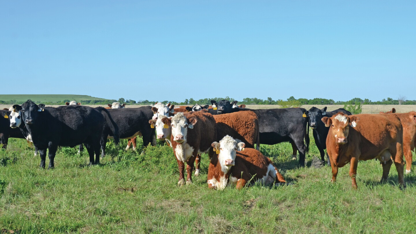 Will Cull Cow Prices Increase This Year? - Drovers
