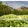 Stemilt Pears.png