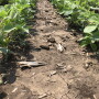 Soybeans