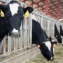 Airosa_Dairy_11-07_032_-_Copy