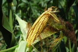 Unfilled ear of corn.