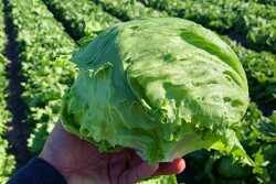 California lettuce and leafy greens