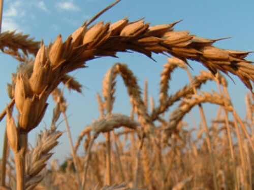 wheat