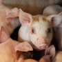 Wean Pigs