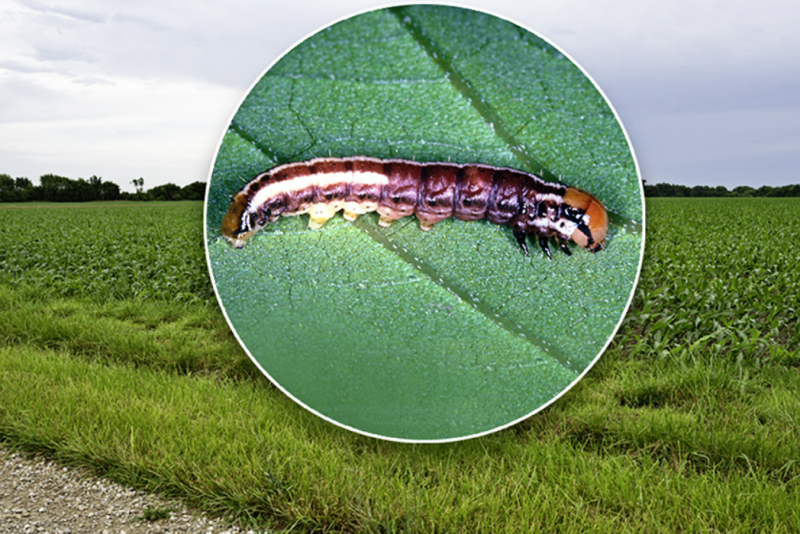 Common stalk borer
