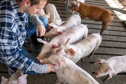 Farmer with pigs