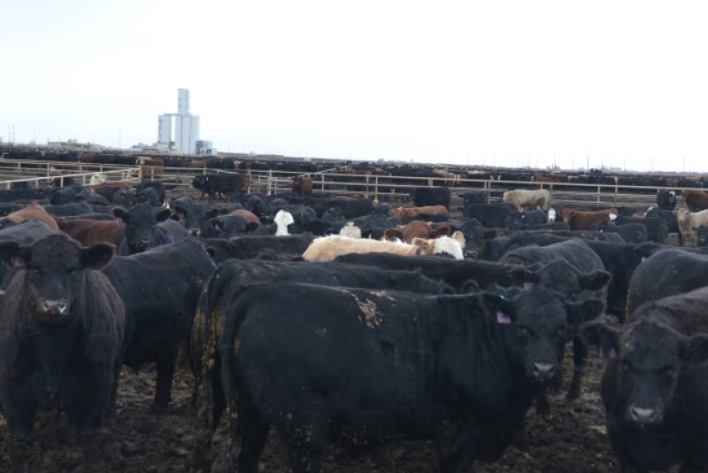 BT_Feedlot_Cattle