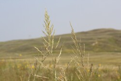 These programs are not meant to take the place of on-the-ground monitoring and management, but they provide tools for the rancher tool kit to assist in the adaptive management of rangelands. 