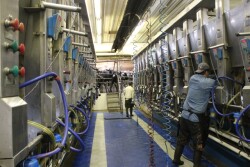 DT_Dairy_Parlor_Milkers