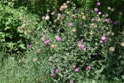 Musk Thistle