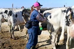 Barb Peterson Sunrise Veterinary Services by Dylan Voyles - preg checking dairy cows