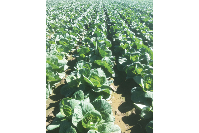 Courtesy Grow Farms Texas