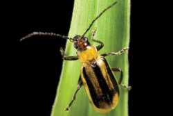 Western corn rootworm