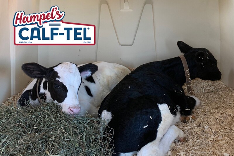 Paired Calves in Calf-Tel Hutch
