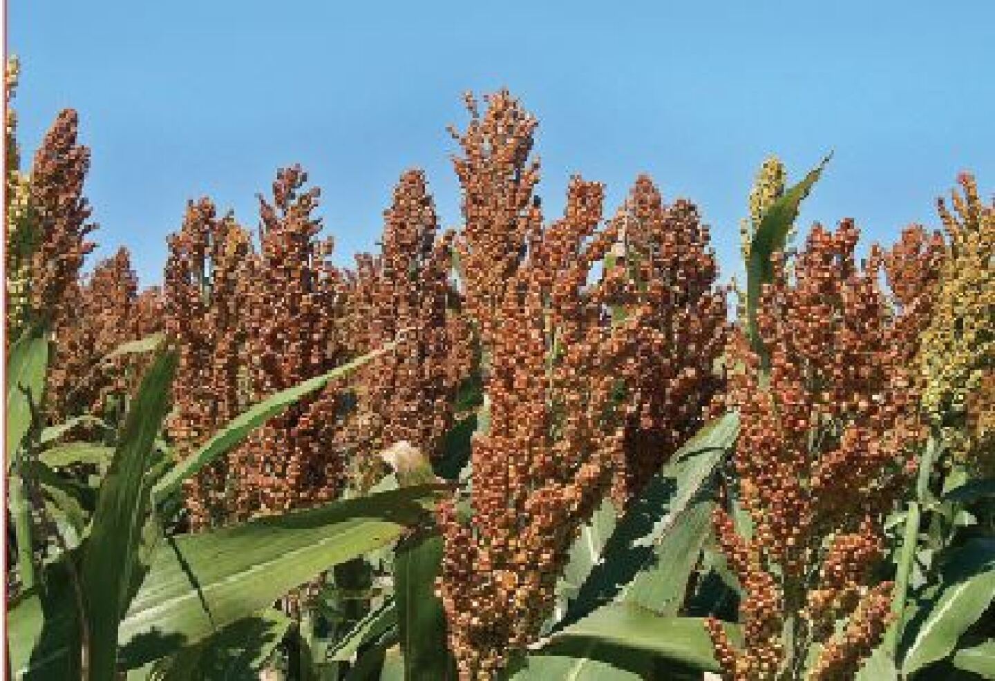 sorghum