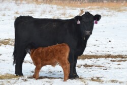 BT_Cow_Calf_Snow_Winter
