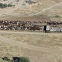 Kidman_Australia_Cattle