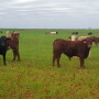 Winter wheat is an important forage crop for Texas beef cattle producers. A new DSSAT crop model created by researchers at the Texas A&M AgriLife Research and Extension Center in Overton will allow researchers around the world simulate biomass production to help producers make science-based decisions regarding winter wheat forage growth.