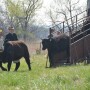 BT_Unloading_Stocker_Cattle