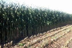 Interest in corn silage as feed for cattle is growing. 