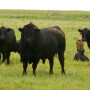 BT_Cow_Calf_Bull_Texas