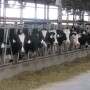 Dairy Lockup_Maureen Hanson