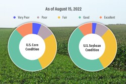 8-15-22 Crop Progress Ratings