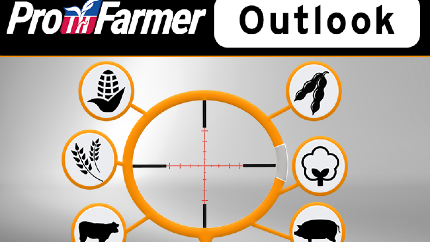 Wheat Outlook: Next 5, 30, 90 Days (11/8/24) - AgWeb