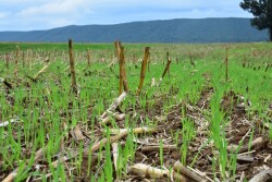 Millborn Seeds, a cover crop seed company dedicated to enriching land and lives for over 36 years, is leading the way in scaling production and efficiency in the seed industry through their acquisition of State Line Seed Company in Sherman, SD. 