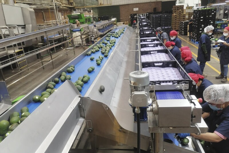 Apeel-treated avocados being packed at West Pak's Michoacan location. 
