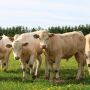 Purina Cattle