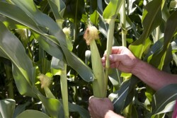 syngenta_corncob