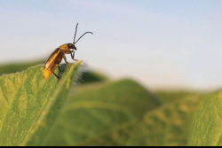 Western corn rootworm