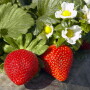California strawberry season entered like a lion, but rains and cold weather are slowing spring harvests. Easter sales, however, should not be affected.