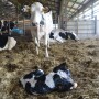 DT_Dairy_Calf_Calving