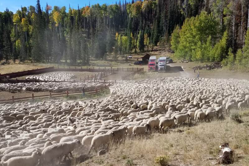 Utah sheep ranch