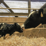 dairy cow and calf