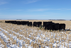 cattle_on_cornstalks