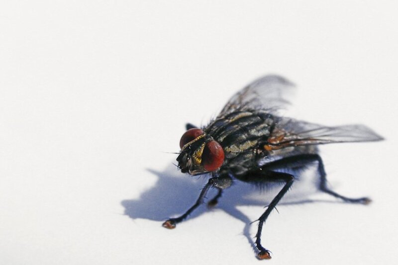 fly.jpg