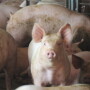 Cash-traded feeder pig reported volume was below average this past week, with 5,425 head reported. Cash feeder pig reported prices were $60.11, down $11.21 per head from last week.