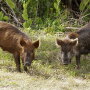 Feral hogs